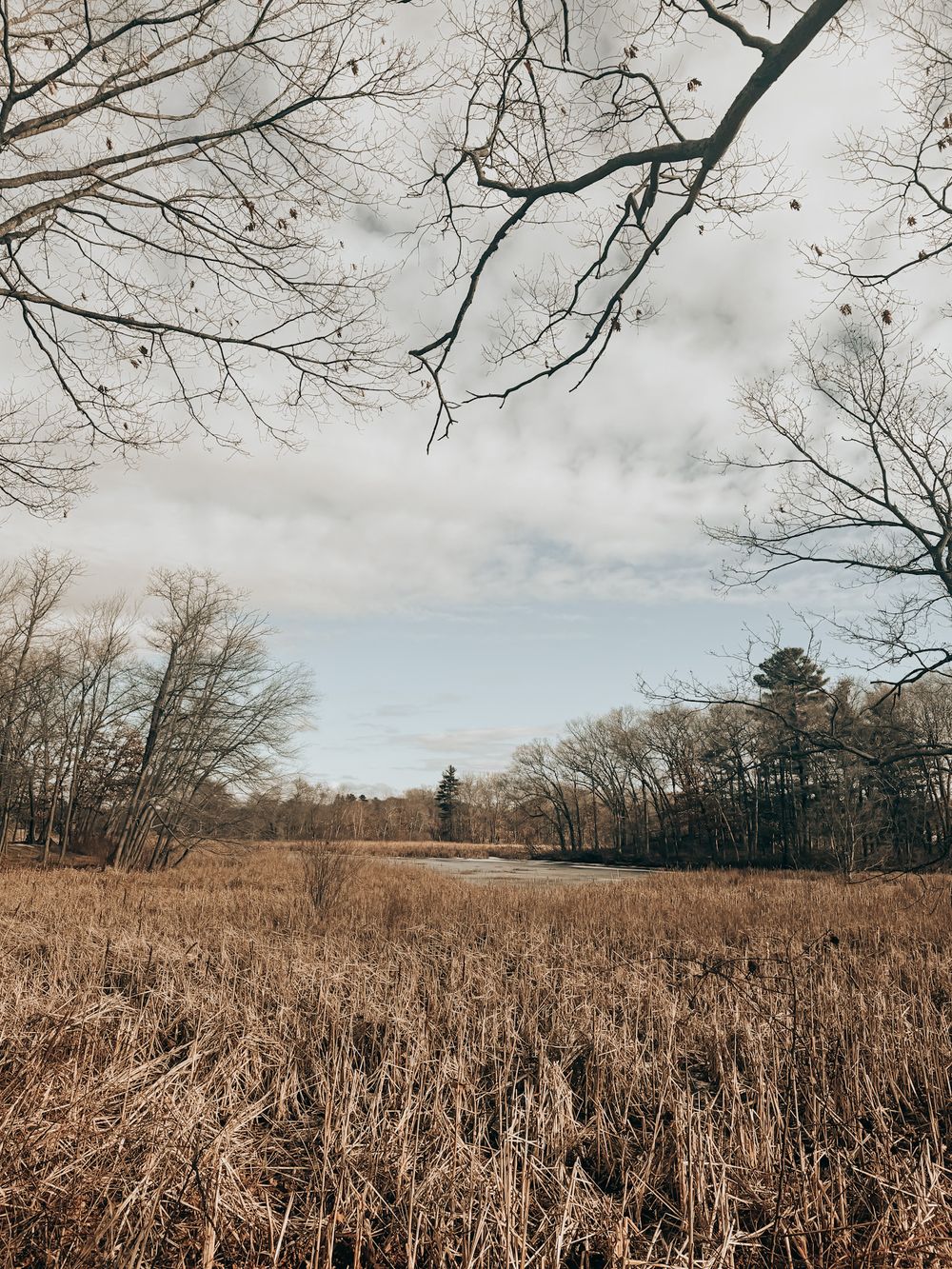 Barren winter field with dried grass and bare tree branches against a cloudy sky in a peaceful rural landscape.