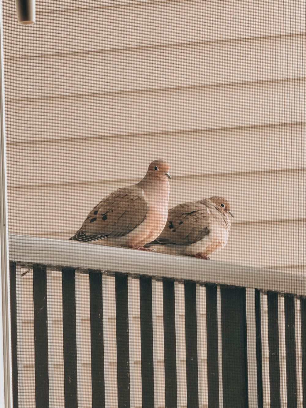 Two mourning doves perched together on a beige deck railing against light siding in warm tones.