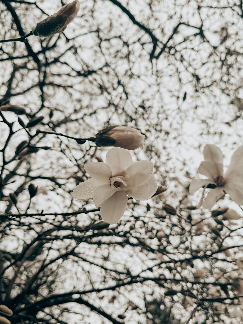White magnolia blossoms bloom against a moody sky with delicate branches creating an intricate natural pattern.
