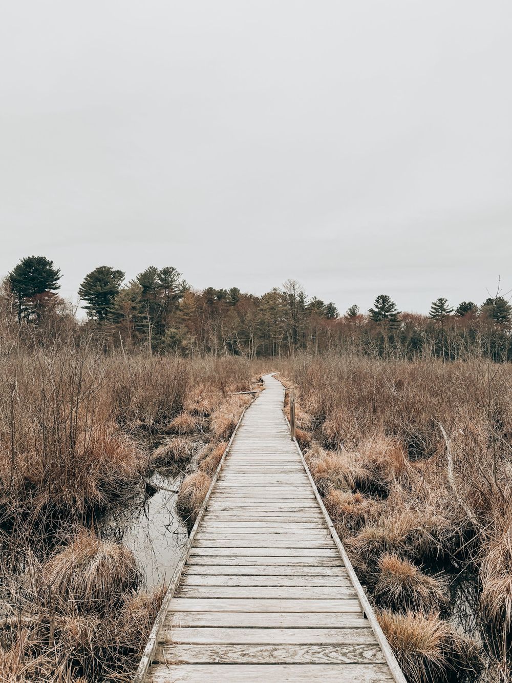 A wooden boardwalk path winds through dormant marsh grasses on a moody overcast day.