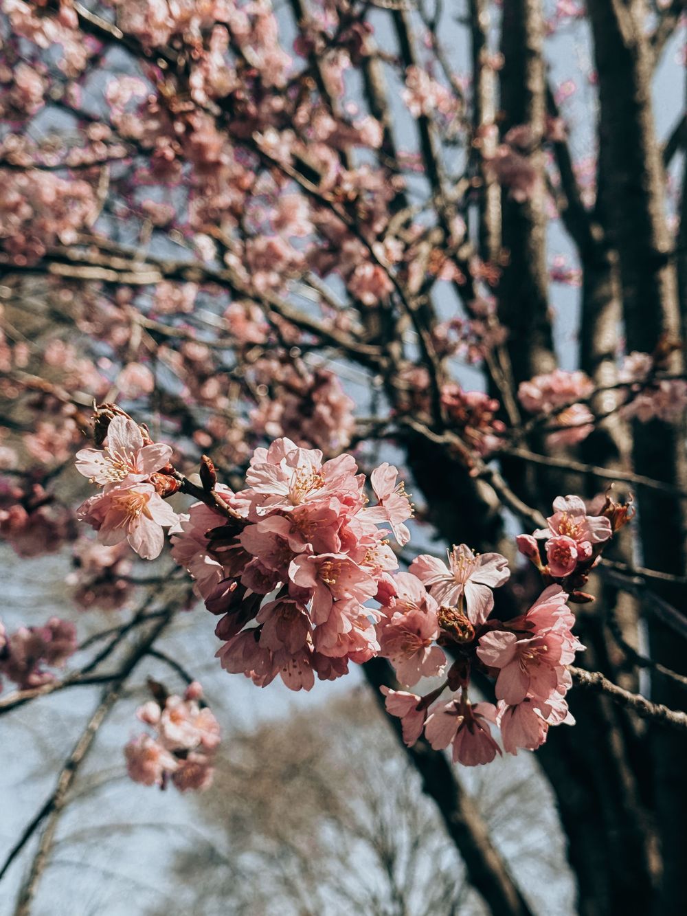 Close-up of delicate pink cherry blossoms blooming on branches against a dark background in springtime.