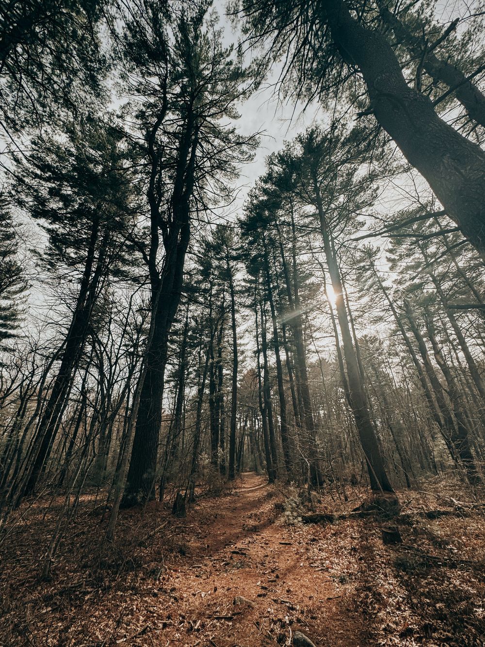 Tall evergreen trees tower over a winding dirt trail in a misty forest with dramatic sunlight filtering through branches.