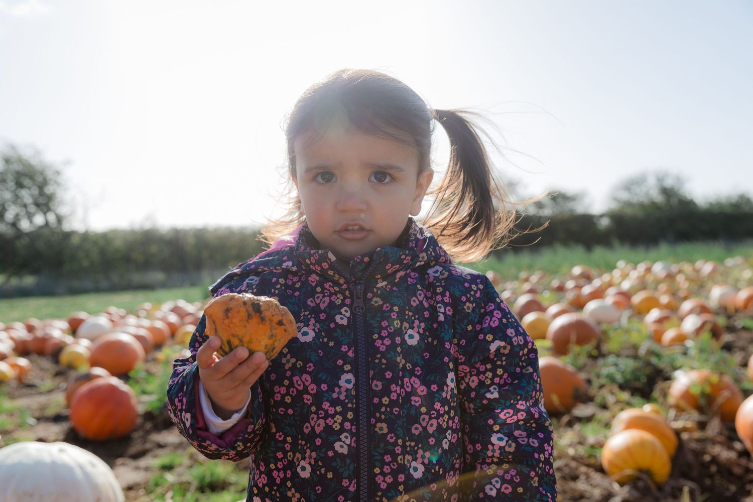 Child in floral jacket holding something while visiting pumpkin patch at sunset.  Photographer. Hull. East Yorkshire. Photography