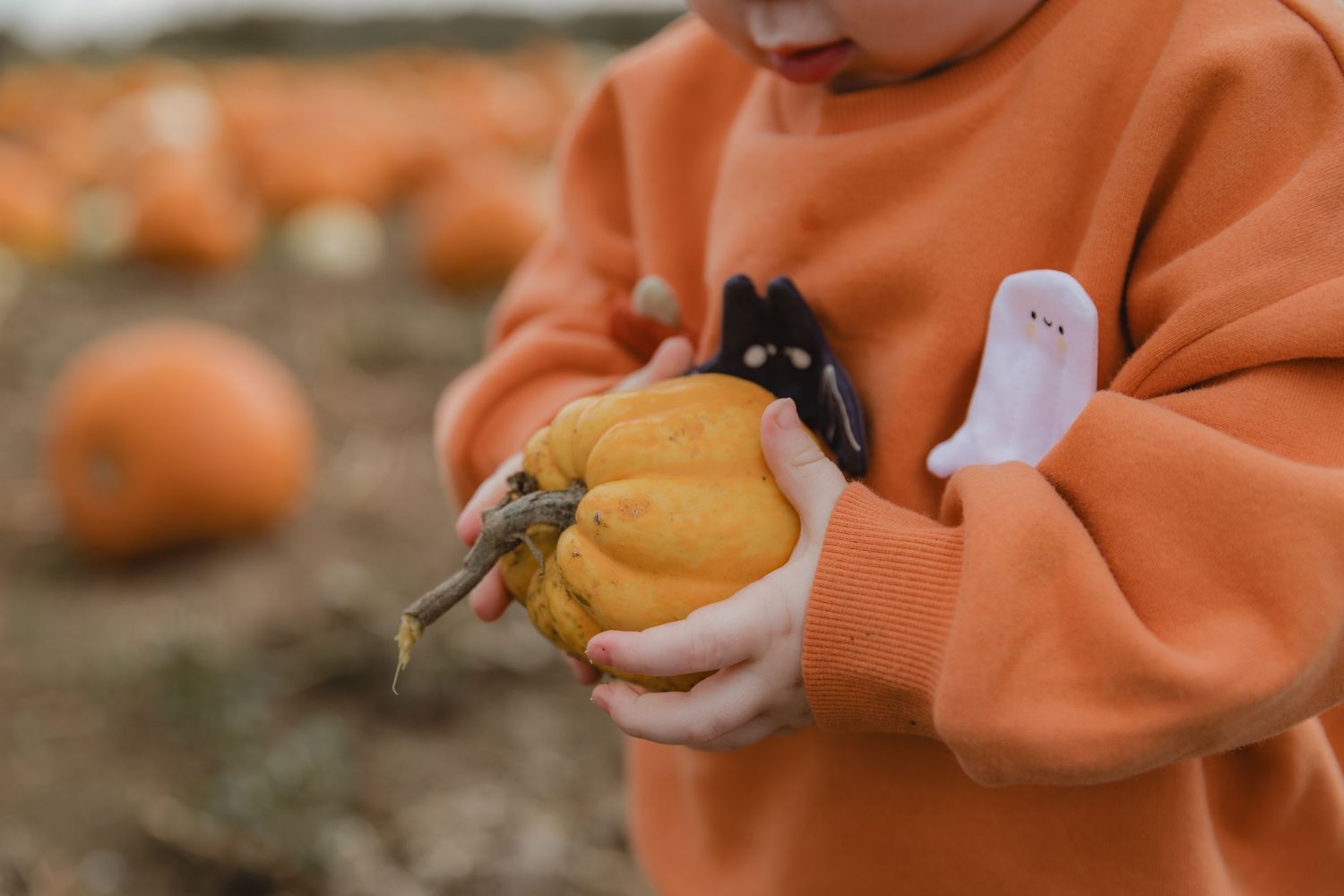 Small hands in an orange sweater holding a tiny pumpkin in a harvest field.  Photographer. Hull. East Yorkshire. Photography