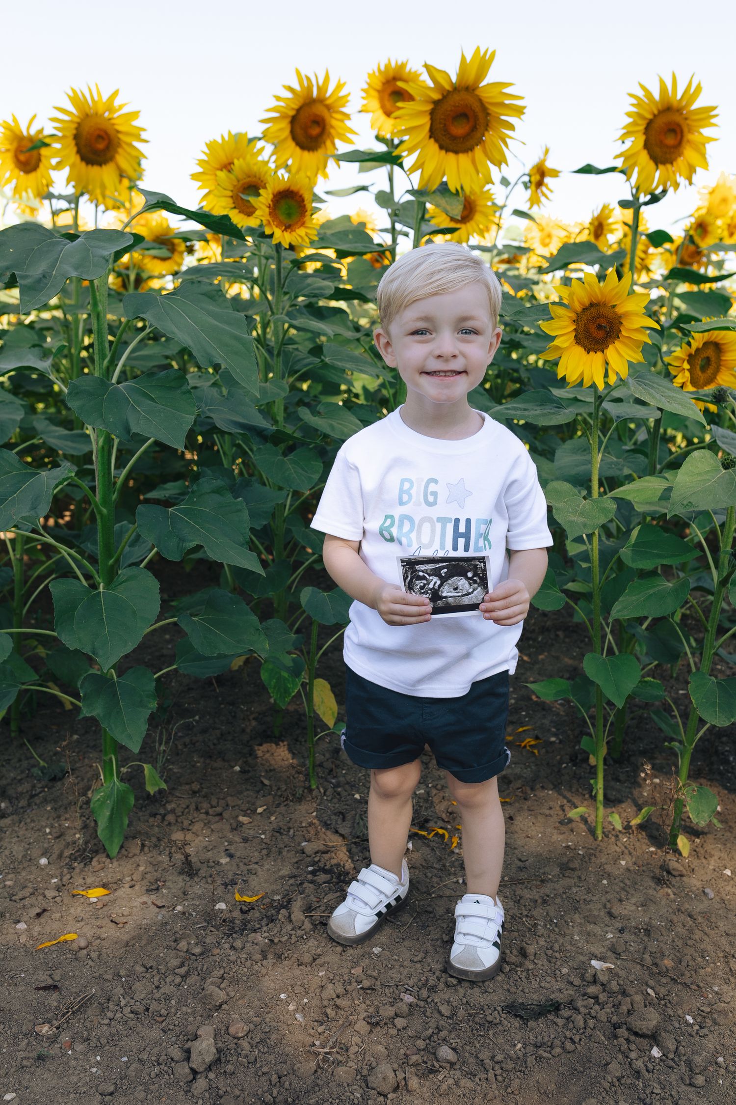 Child standing in front of tall blooming sunflowers while holding a photograph.  Photographer. Hull. East Yorkshire. Photography