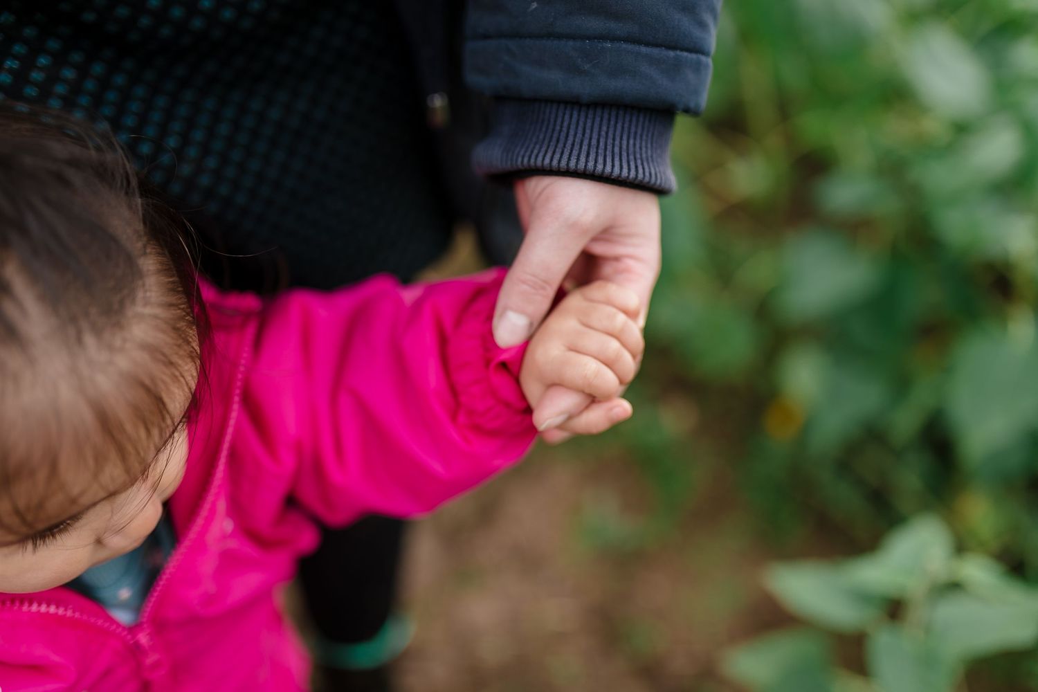 Close-up view of child in pink jacket being guided by adult hands. Photographer. Hull. East Yorkshire. Photography