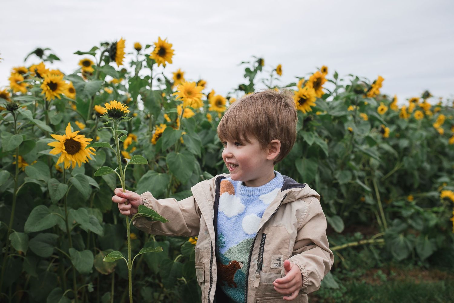 Young child explores sunflower field wearing casual clothing on cloudy day. Photographer. Hull. East Yorkshire. Photography