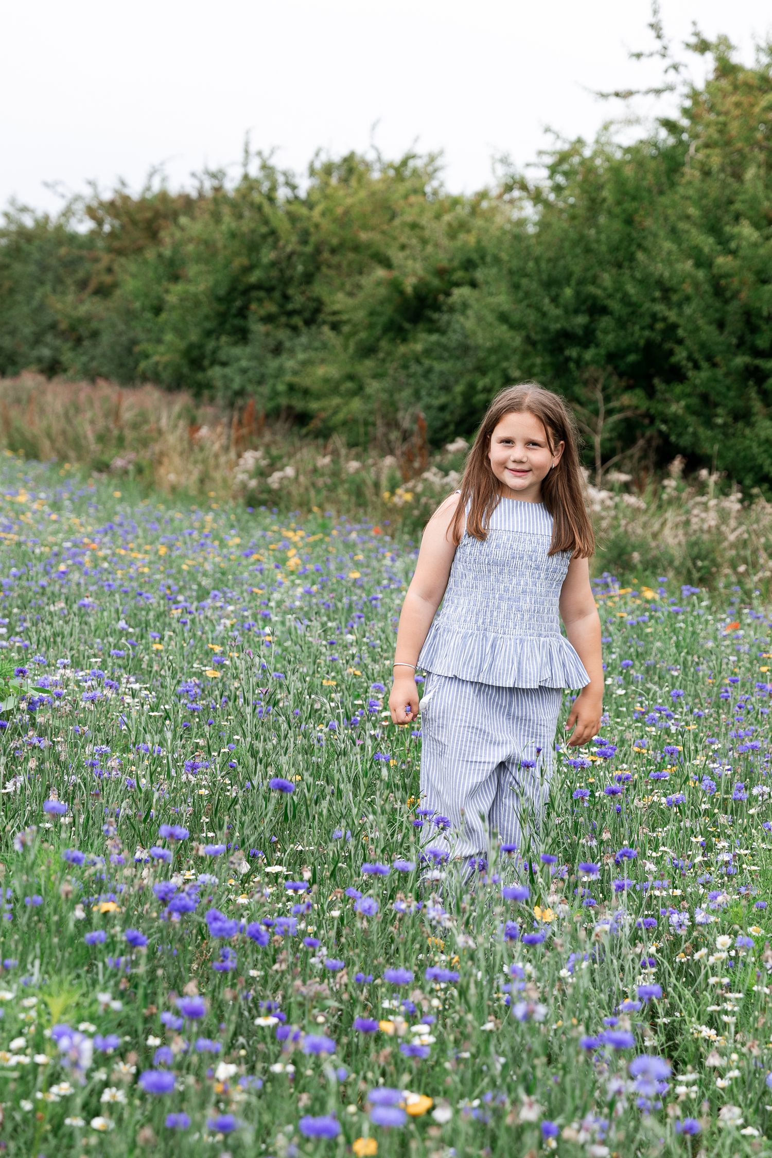 A beautiful wildflower meadow filled with purple blooms and white flowers on a sunny summer day.  Photographer. Hull. East Yorkshire. Photo