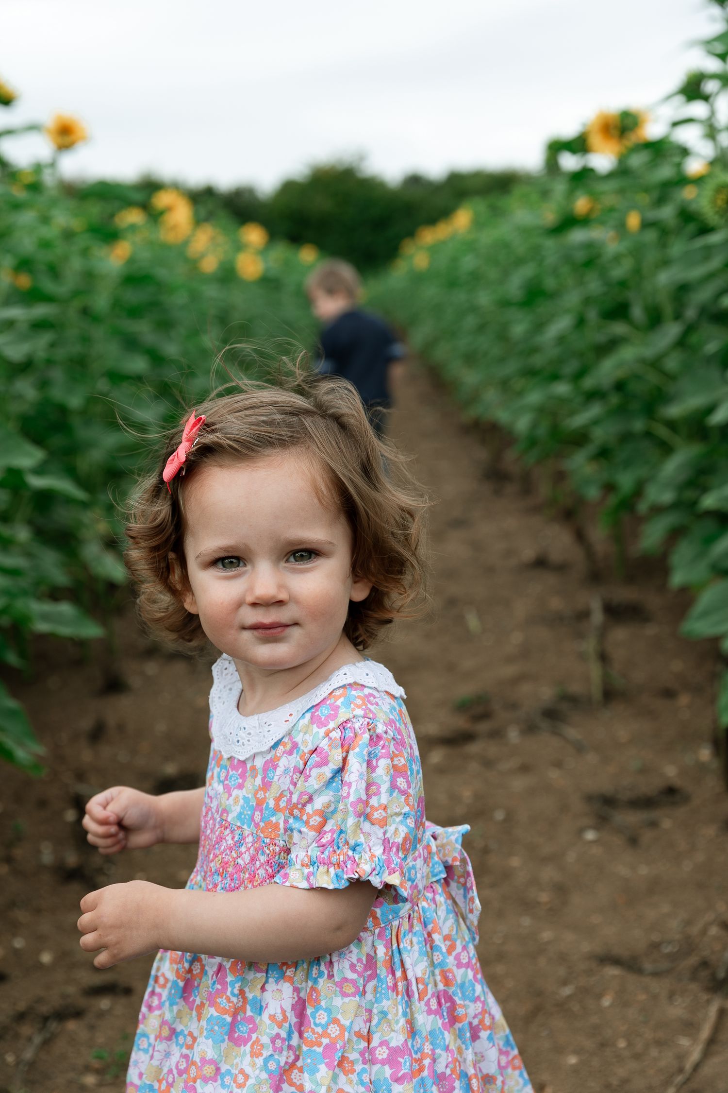 A charming scene in a sunflower field with tall green stalks and bright yellow blooms.  Photographer. Hull. East Yorkshire. Photography