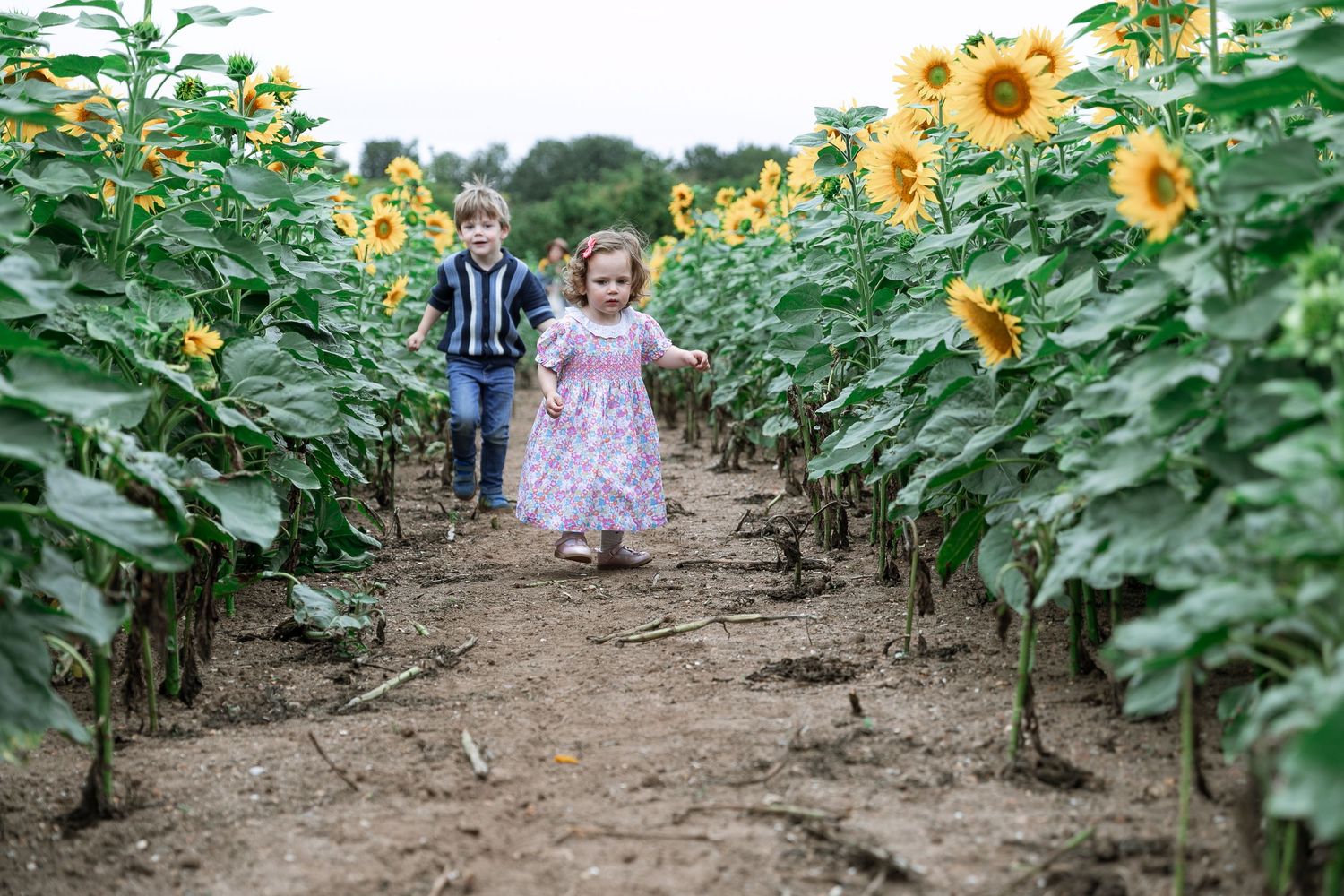 Tall sunflowers line a dirt path through a vibrant summer garden.  Photographer. Hull. East Yorkshire. Photography