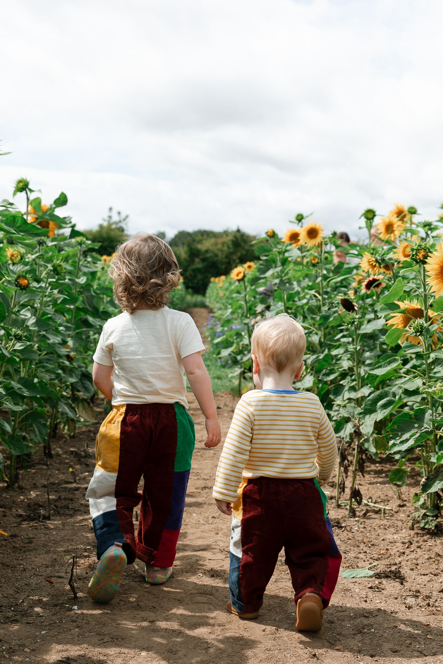 People walking through rows of towering sunflowers on a cloudy day.  Photographer. Hull. East Yorkshire. Photography