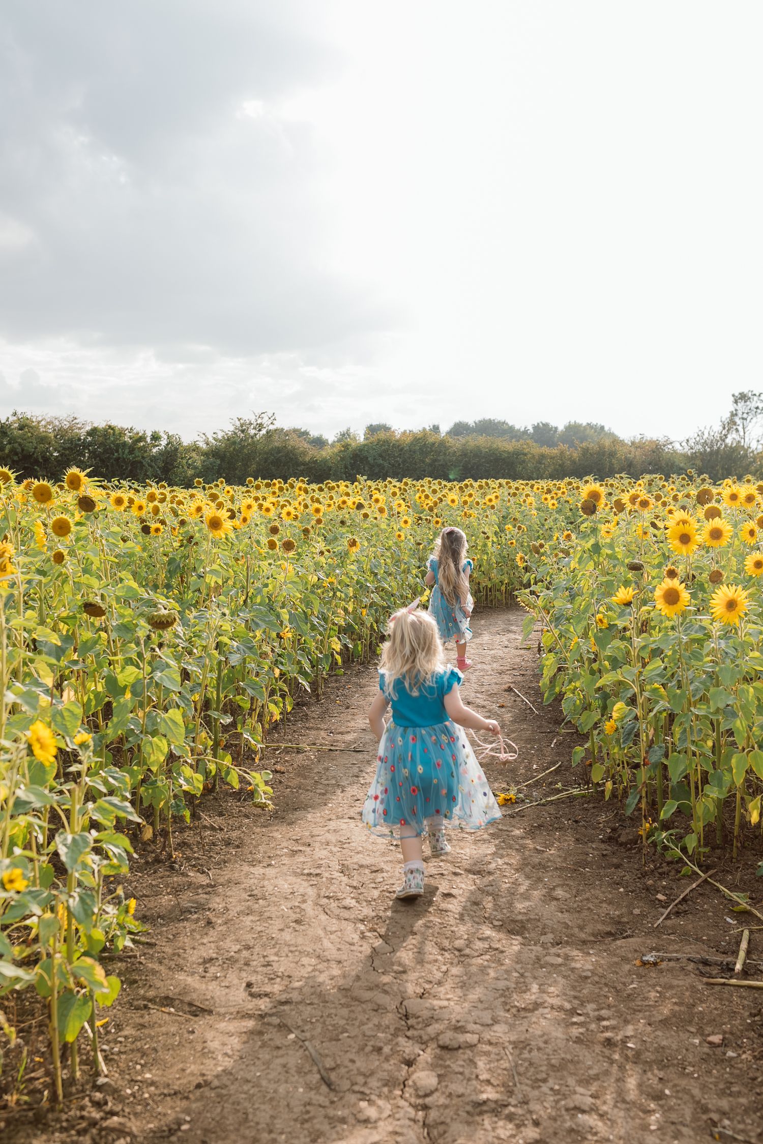 Child in blue dress walks through path between tall sunflowers on sunny day. Photographer. Hull. East Yorkshire. Photography