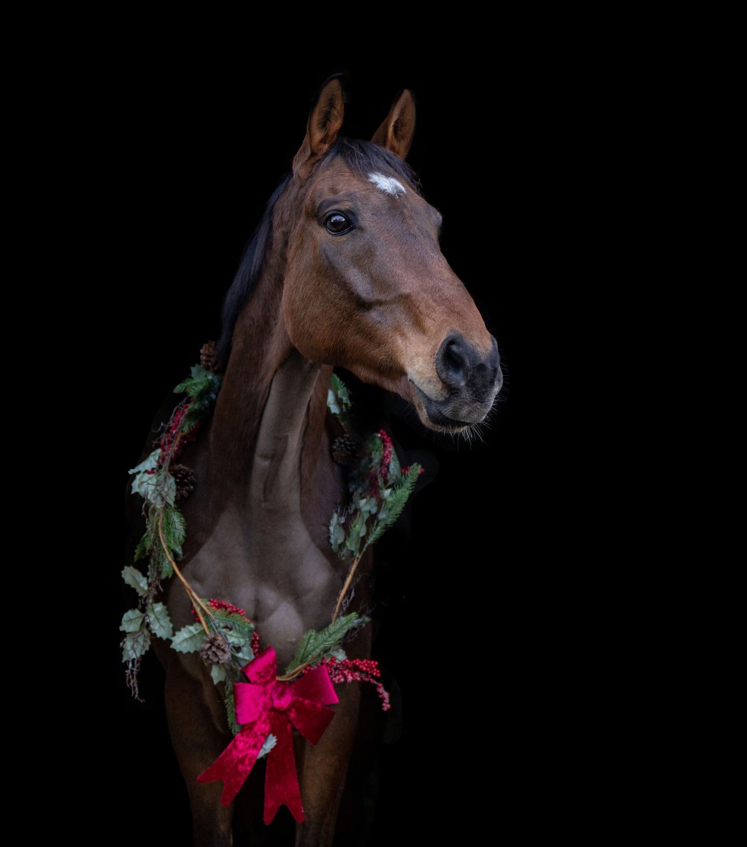 Brown horse wearing holiday decorations and red bow against dark background.