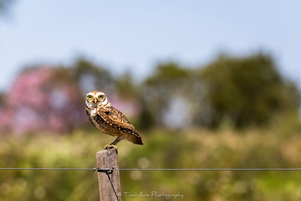 Two burrowing owls stand on wooden posts in a natural grassland habitat during daytime.