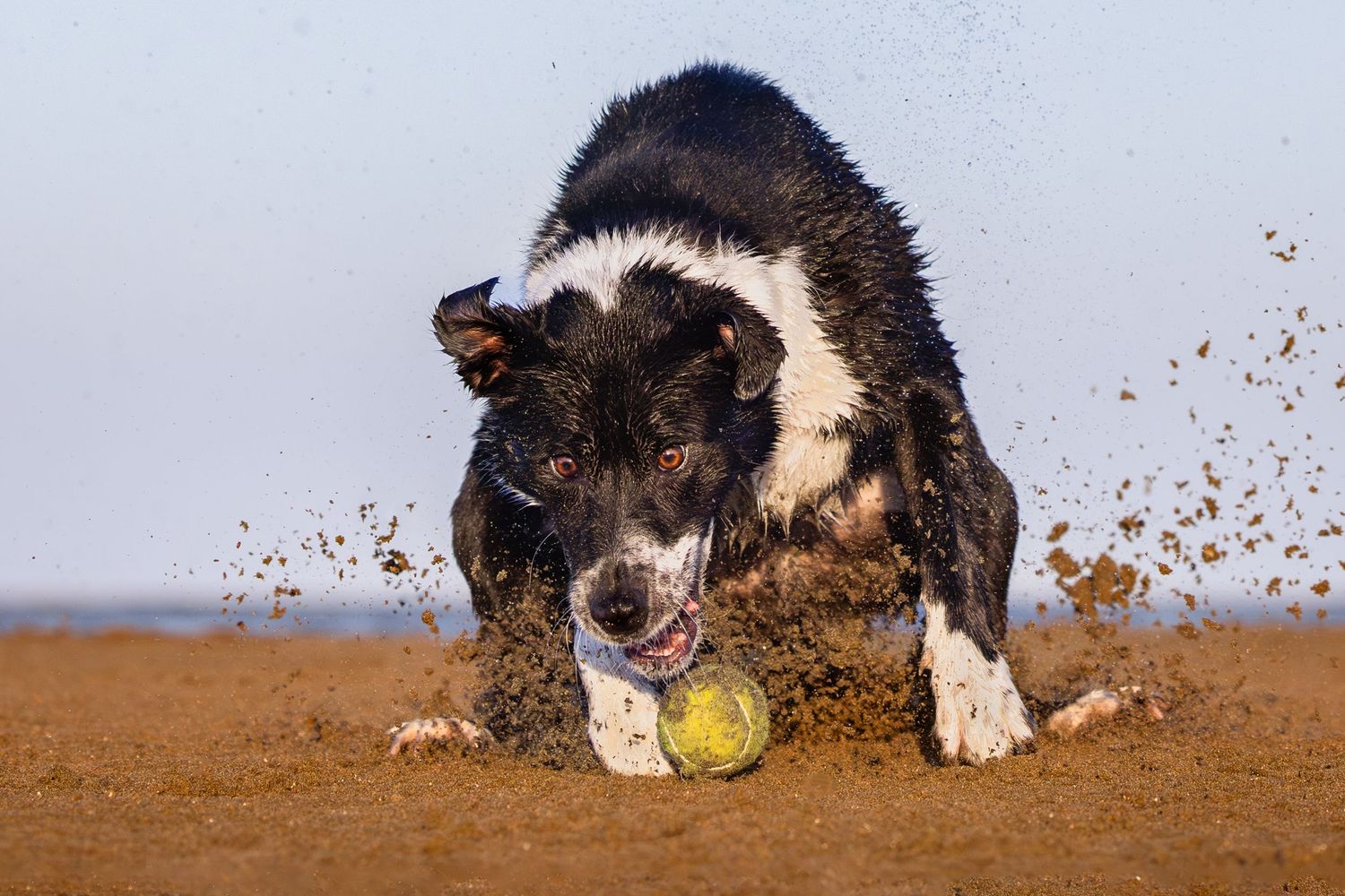 Border Collie chasing a tennis ball through dirt with dust flying in action sequence.