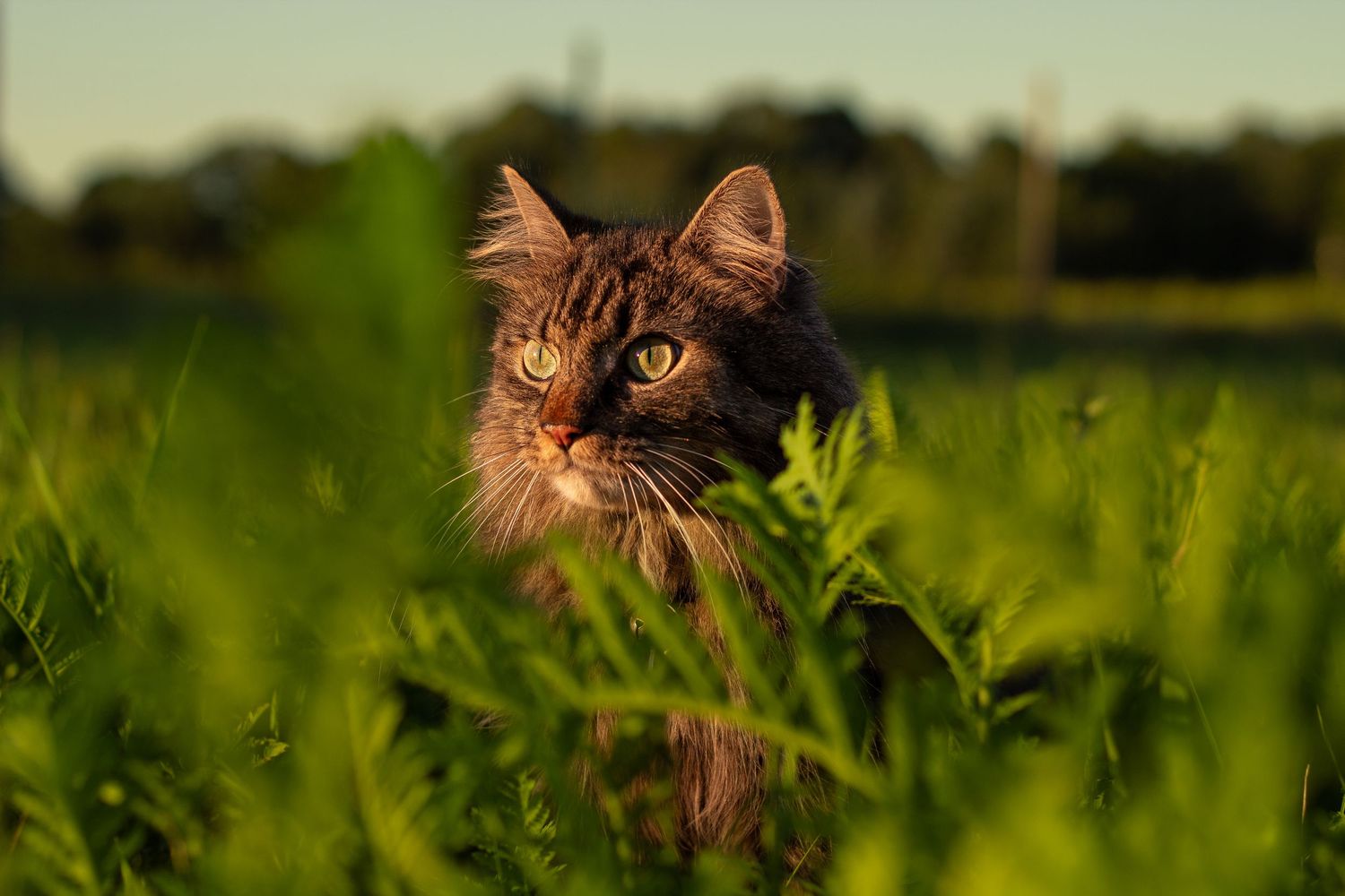 A fluffy tabby cat peering through tall green grass in golden evening light.