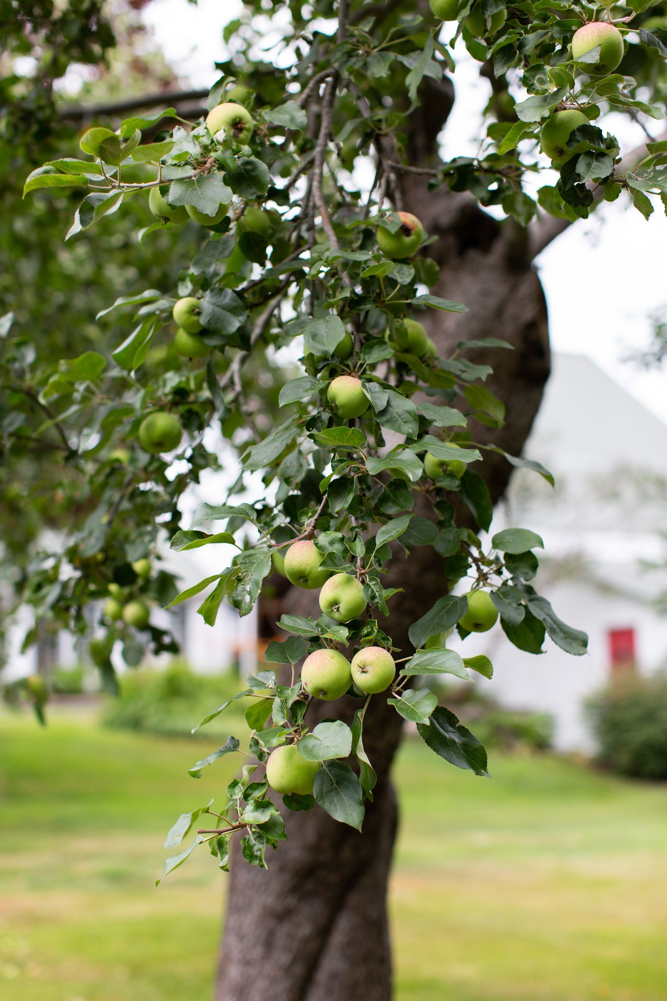 Apple tree branches heavy with ripening green fruit against a blurred background.