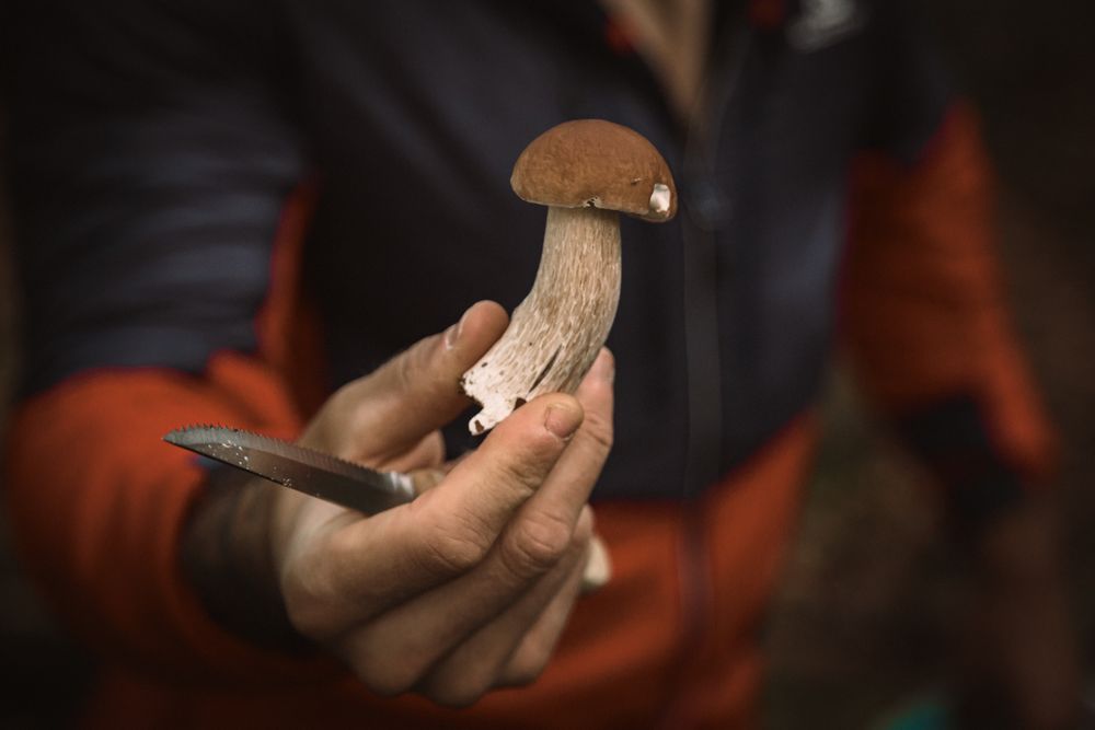 Cueillette de cêpes dans le sous-bois - photographier la nature c'est lui rendre hommage.