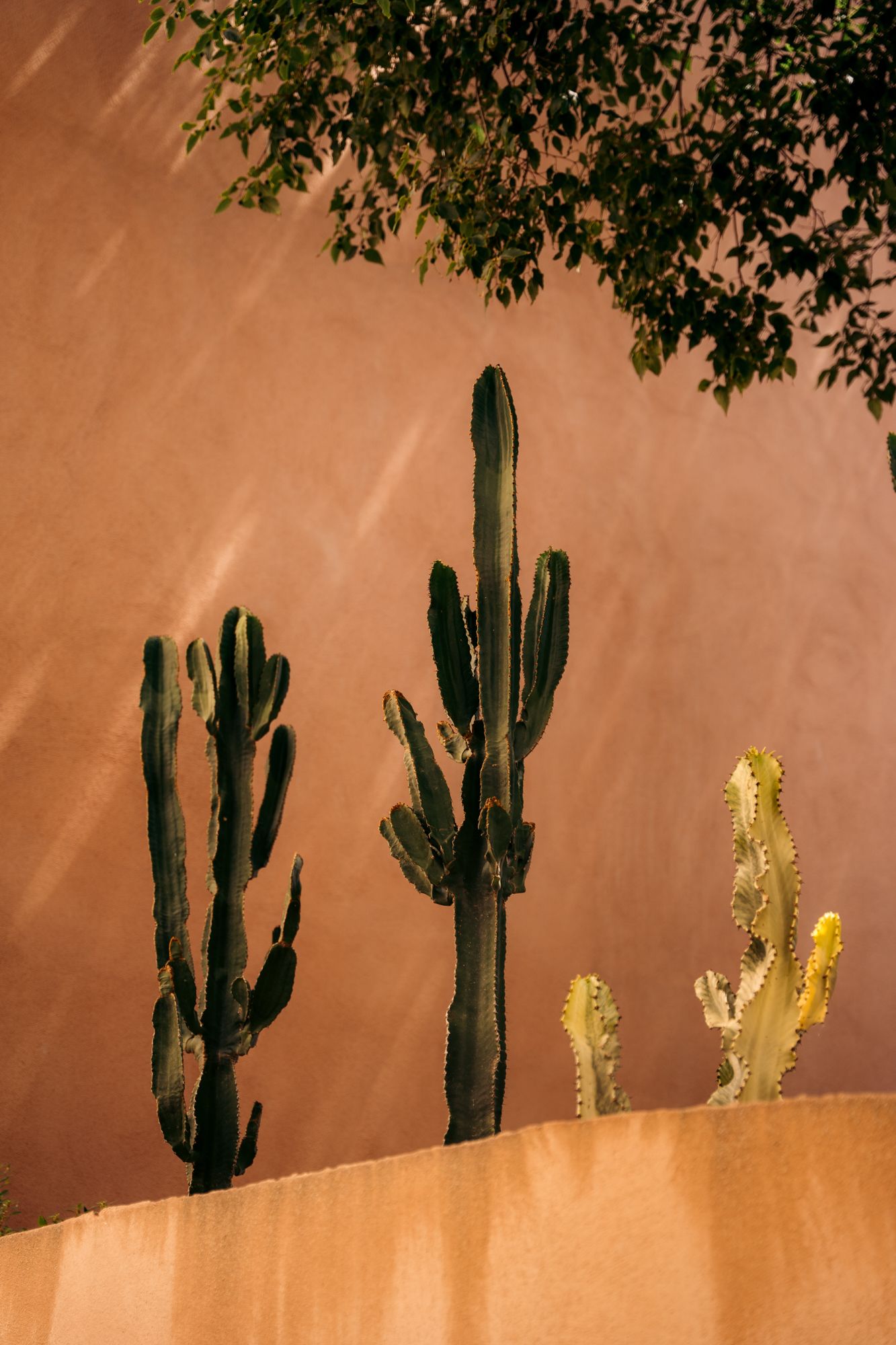 cactus citadelle de calvi en balagne