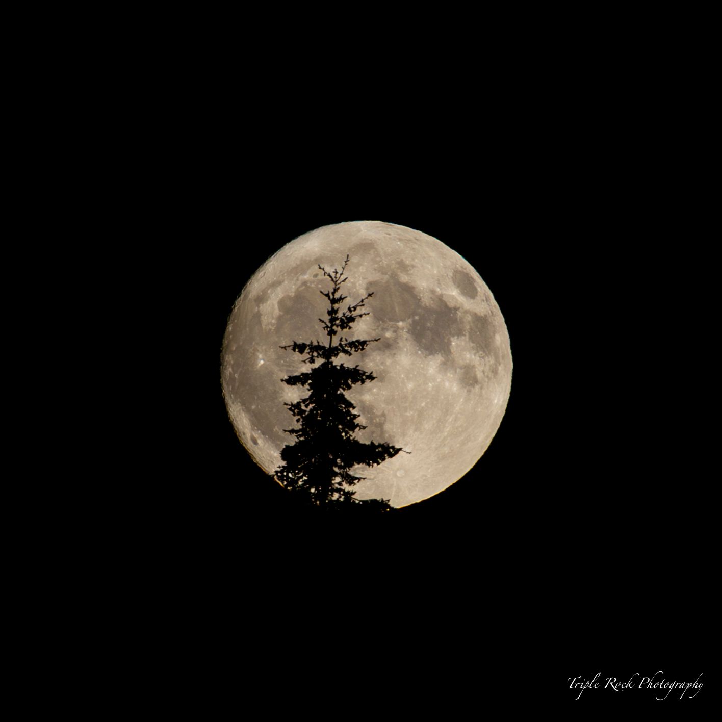 A sequence of moon phases showing the rising full moon behind silhouetted evergreen trees against a dark night sky. Photographed by Jon Rock