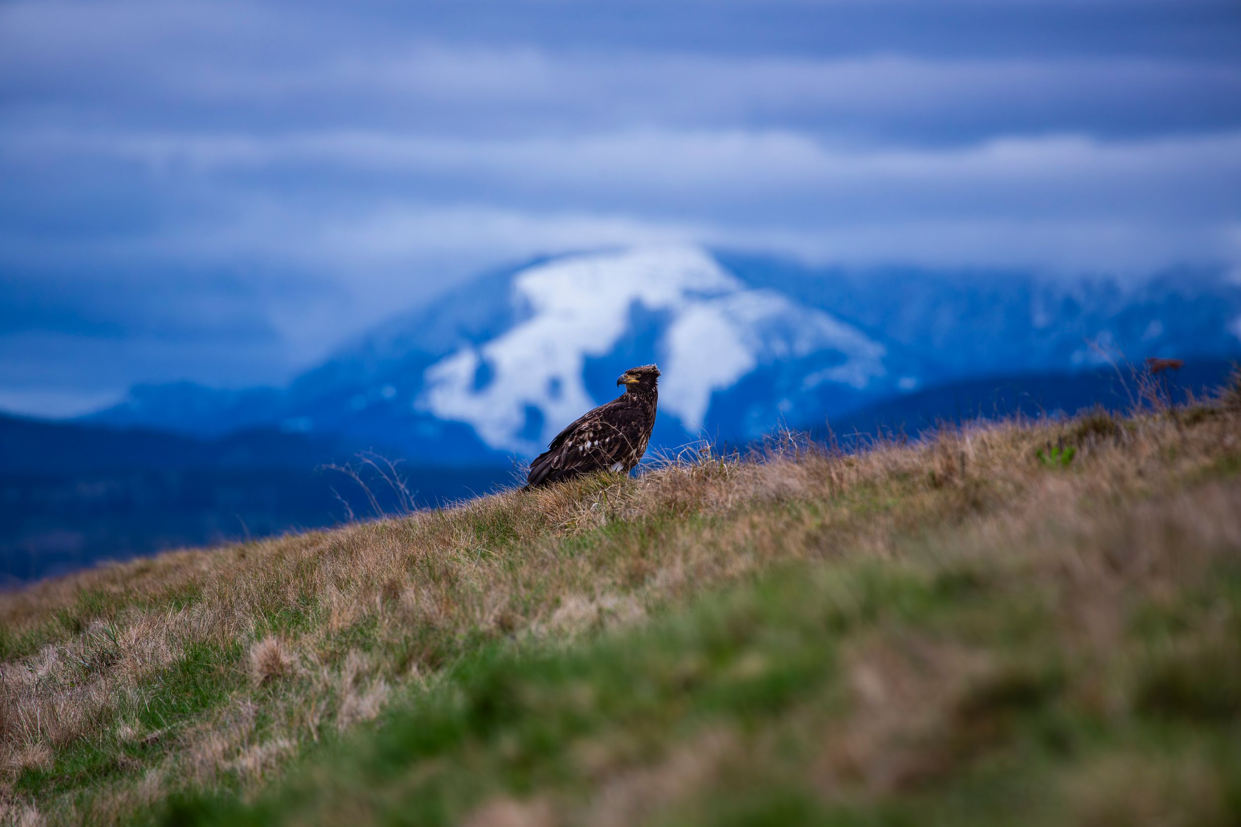 A juvenile eagle on dry grass against a backdrop of snow-capped mountains and moody blue skies. Photographed by Jon Rock