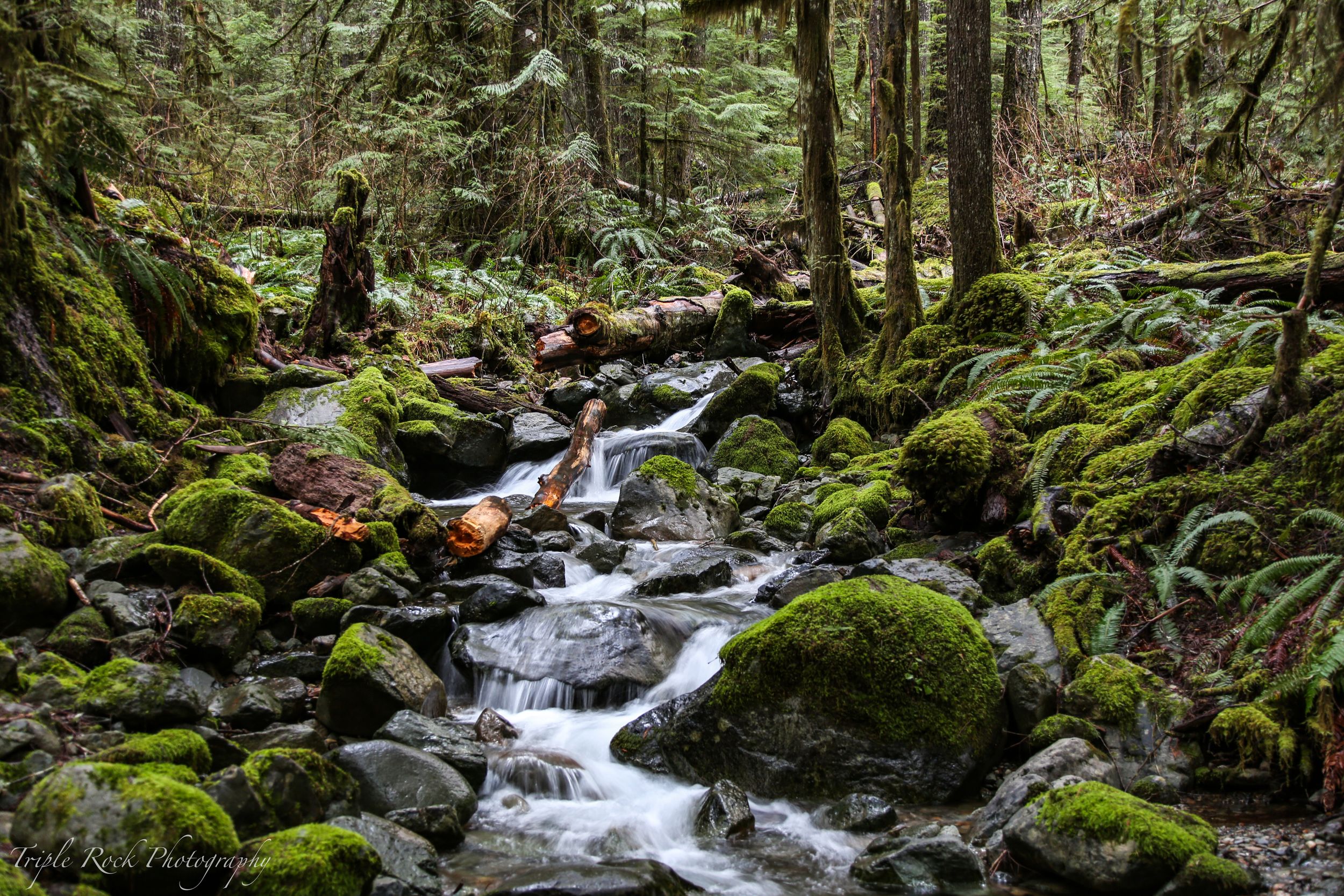 Cascading mountain creek flows through mossy rocks and dense forest in the Pacific Northwest wilderness. Photographed by Jon Rock