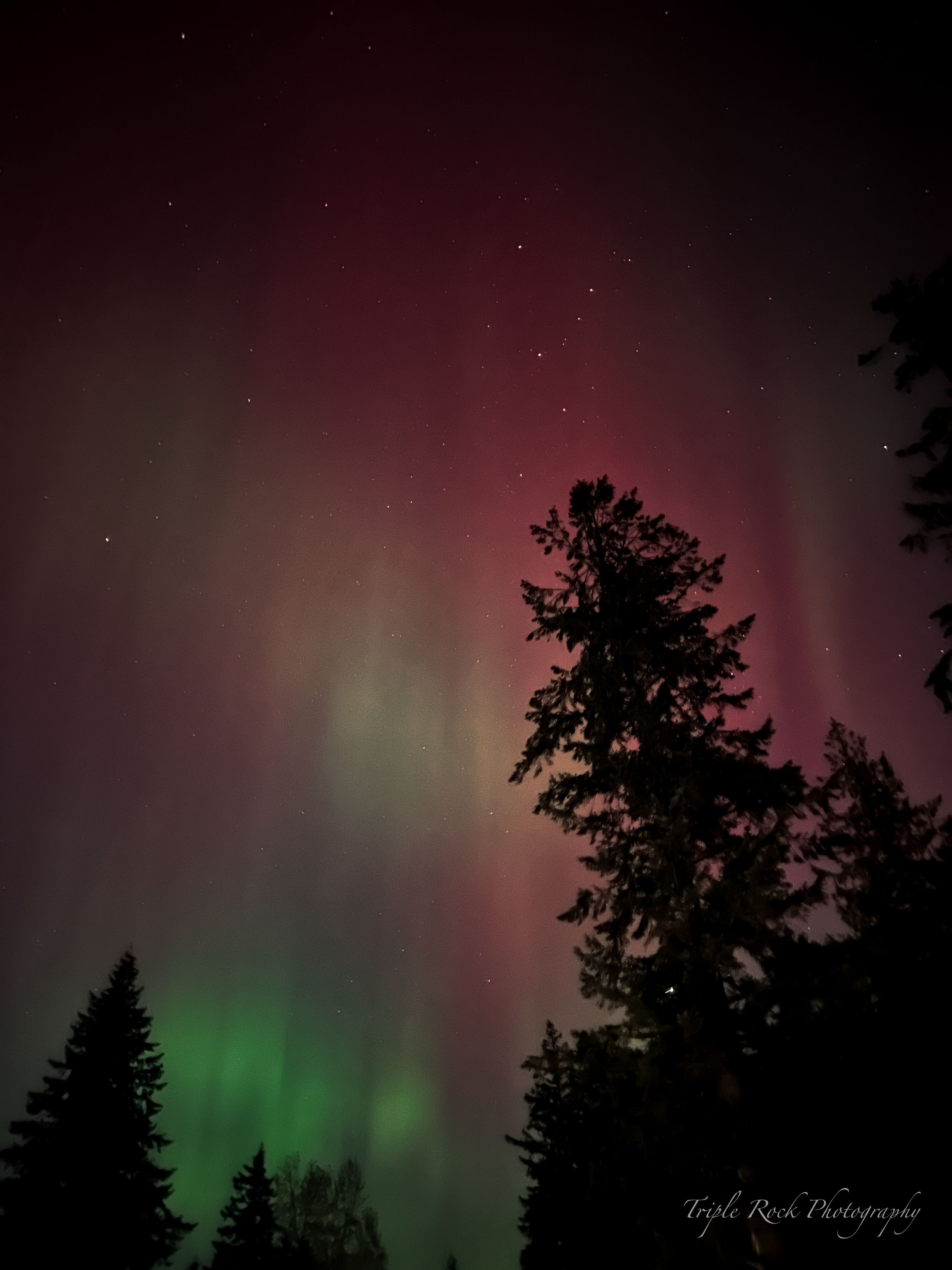 Aurora borealis glows with vibrant pink and green colors above dark forest silhouettes against the night sky. Photographed by Jon Rock