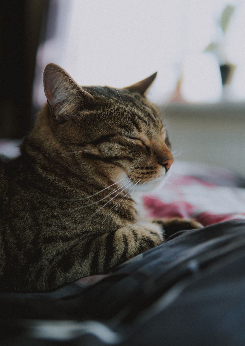 Striped cat lying on bed – cozy indoor cat portrait