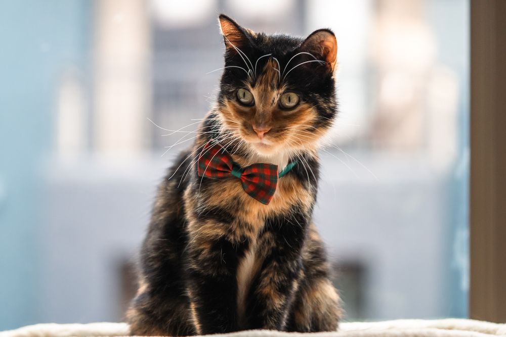 Cat with bow tie – stylish pet photography session