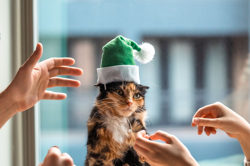 Cat wearing a green Christmas hat during holiday pet photoshoot