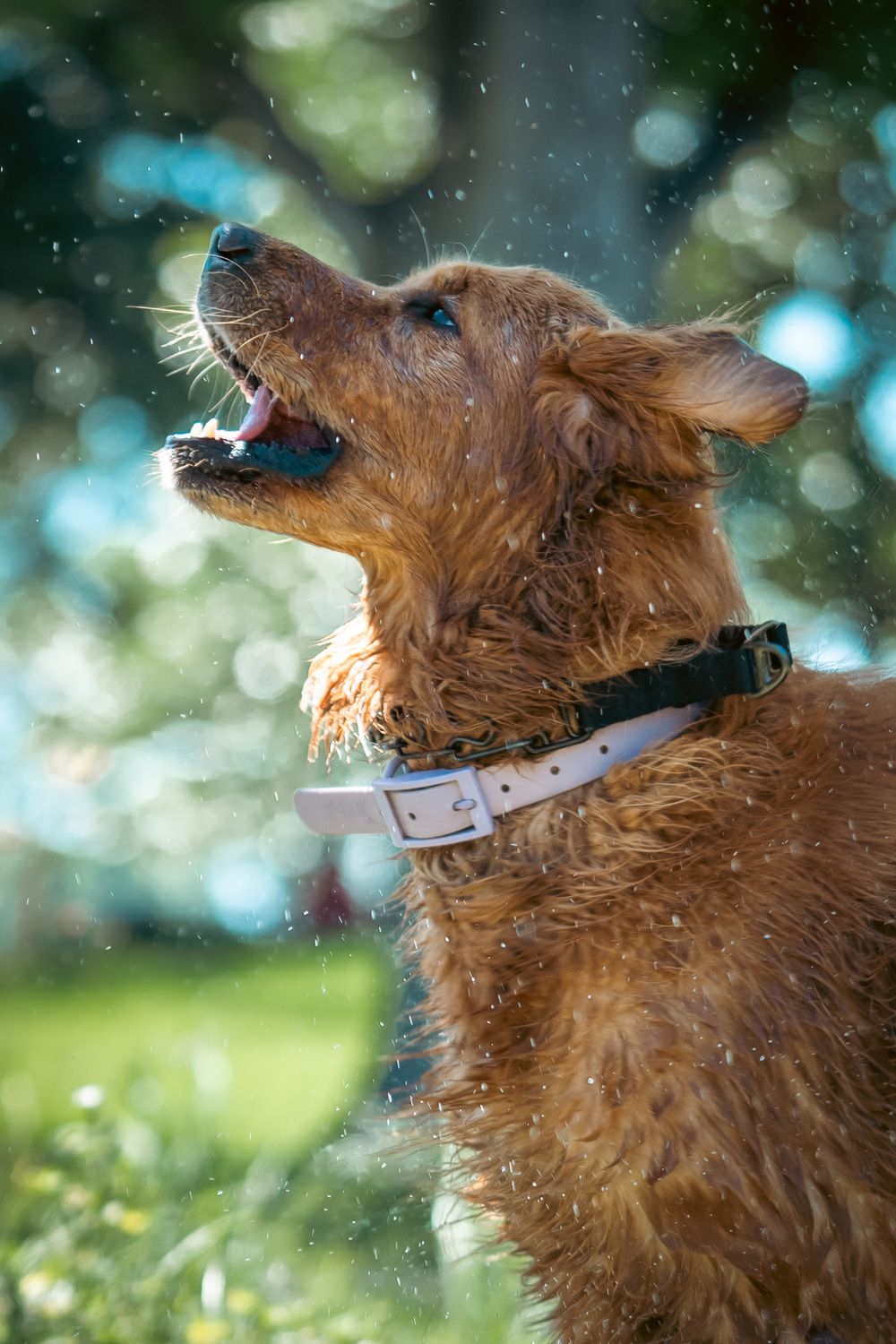 Golden retriever wet after bath – playful outdoor pet portrait