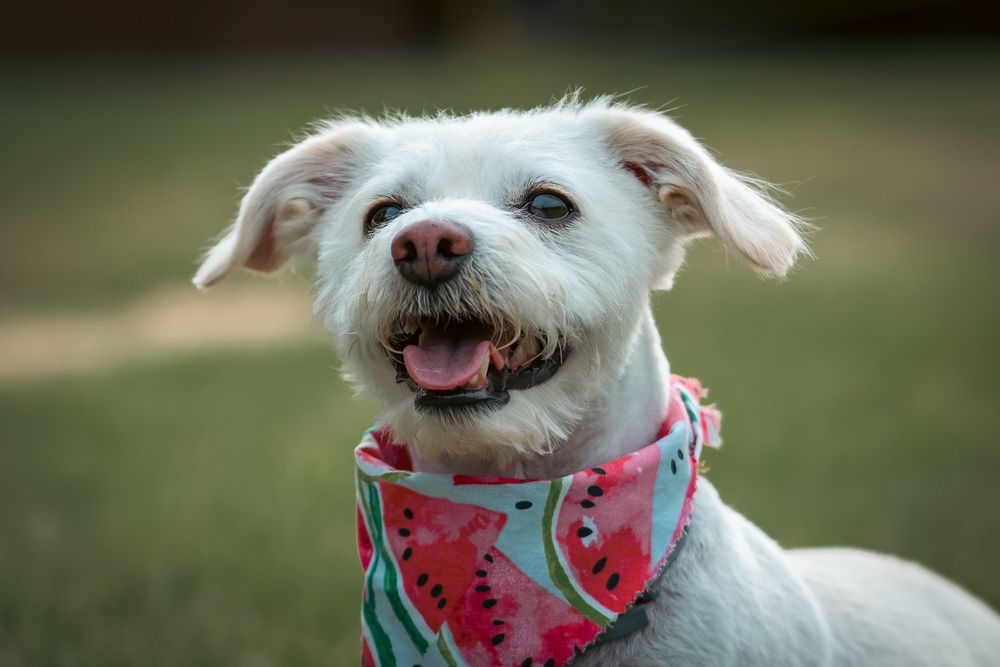 White dog with watermelon bandana – happy dog close-up