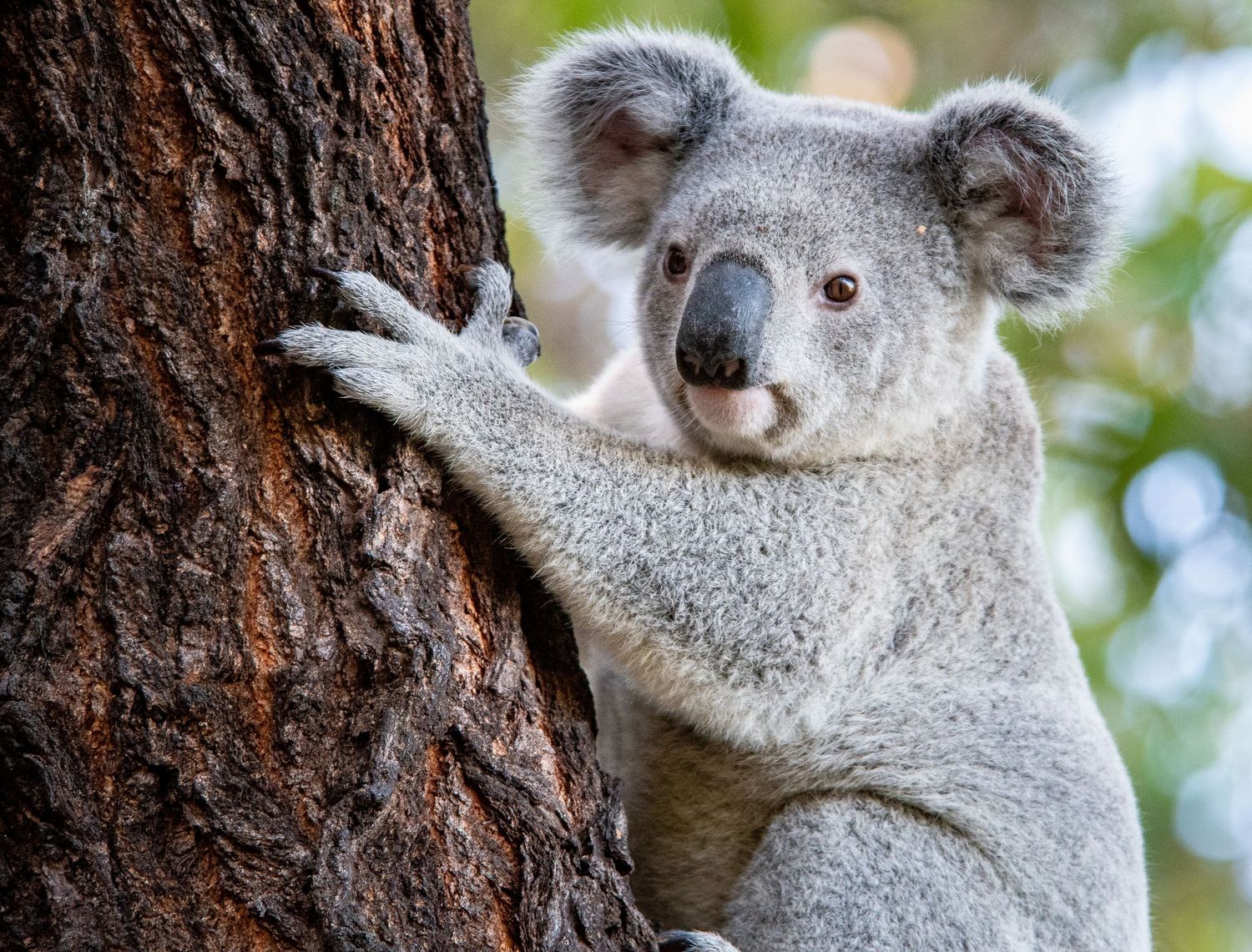 Portrait d’un koala accroché à un tronc d’arbre en Australie, regard curieux et fourrure détaillée en gros plan