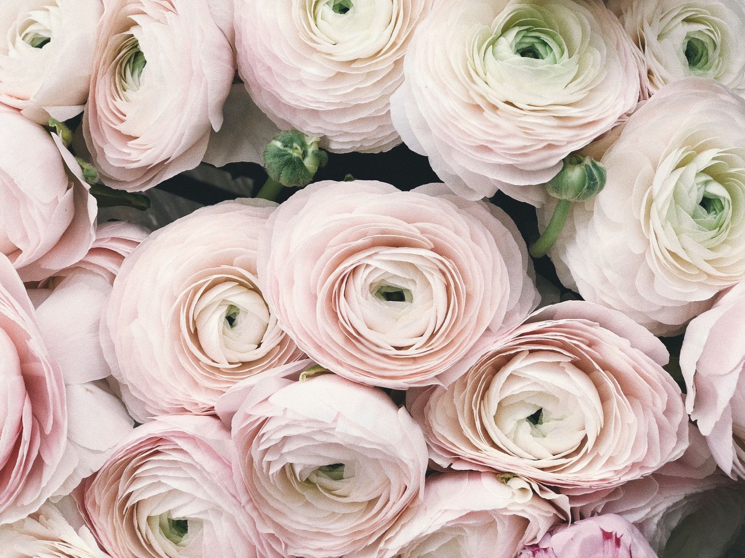 Close up of delicate pink and white ranunculus flowers in full bloom.