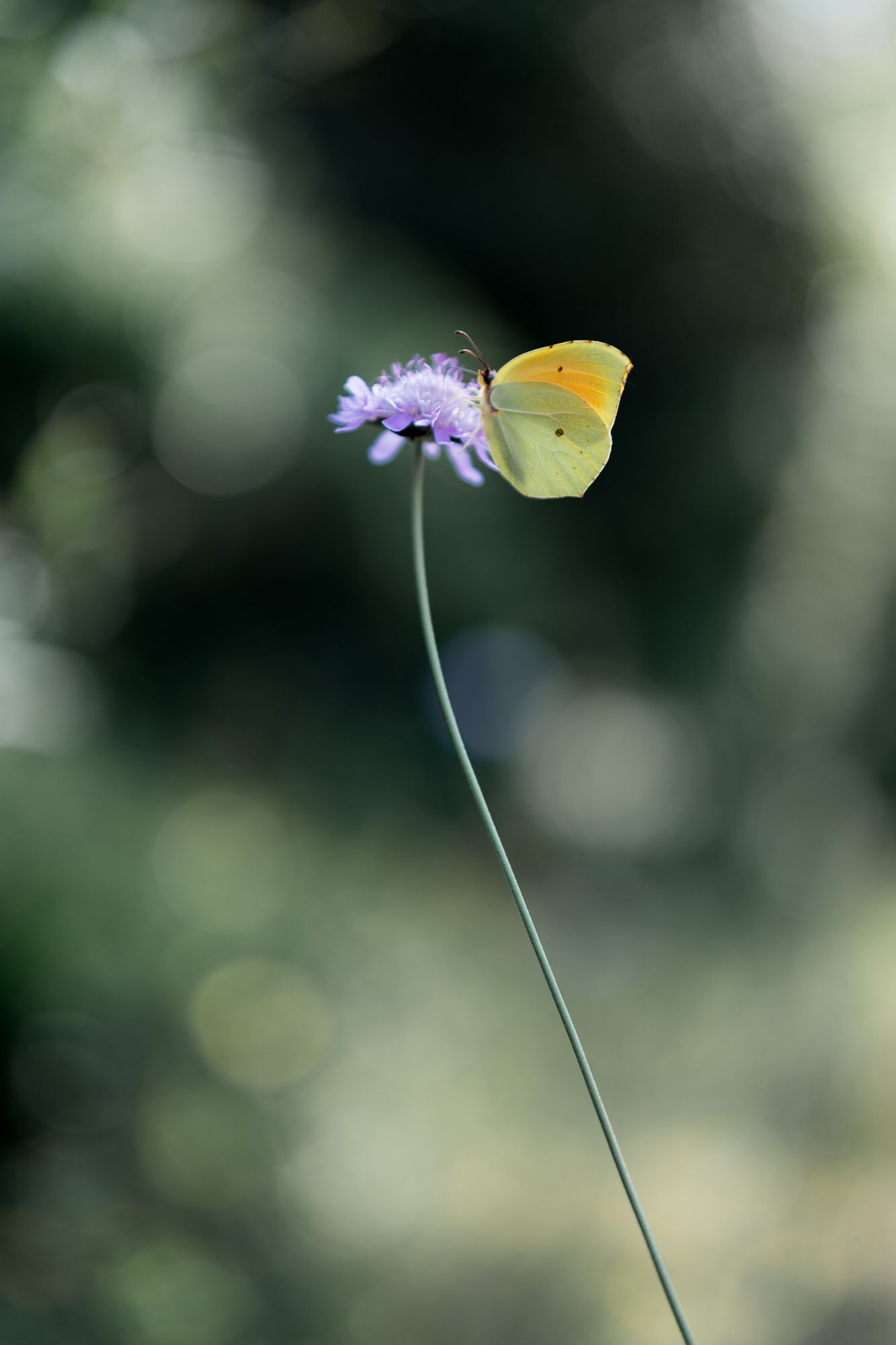 papillon sur une fleur violette