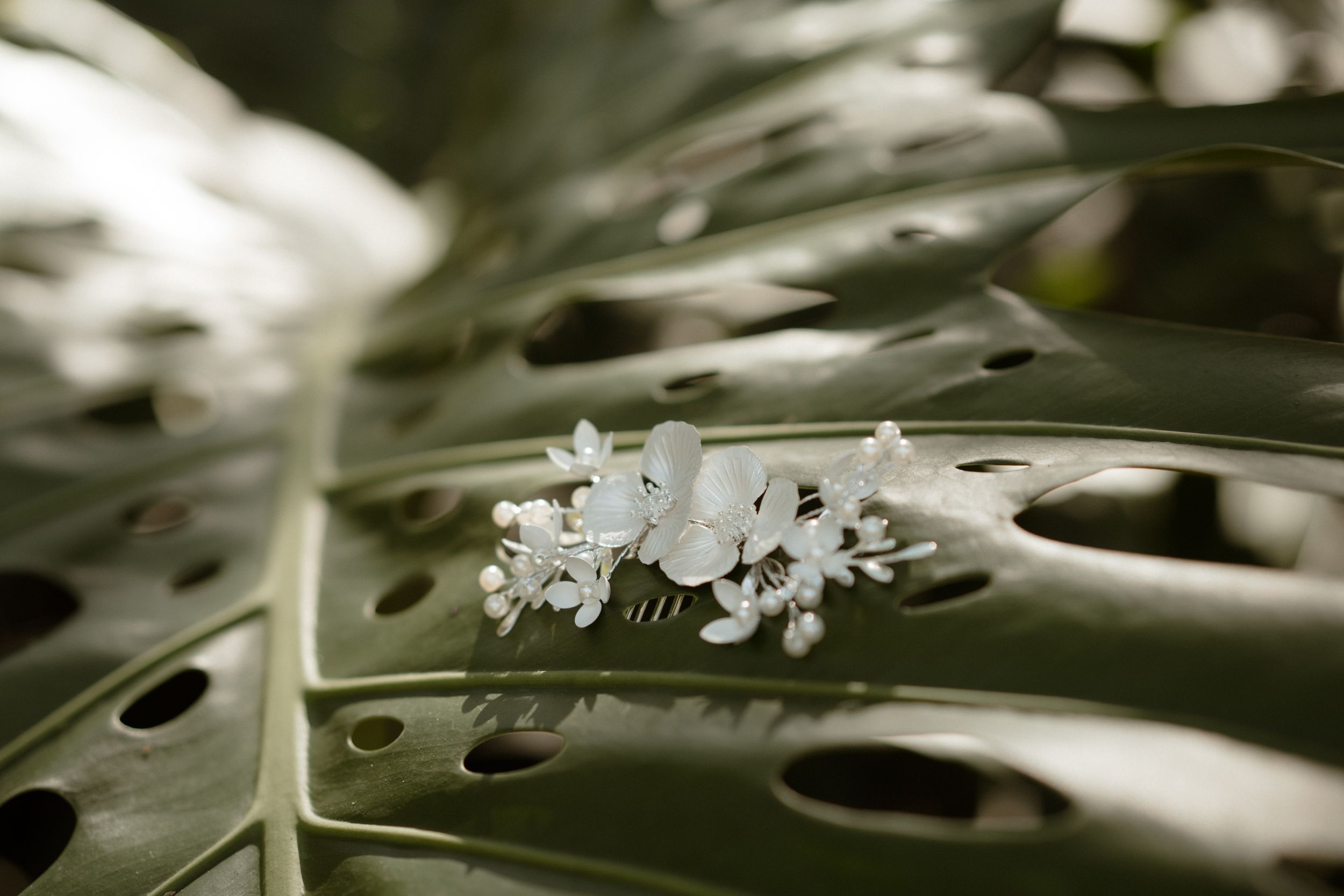 Delicate white flowers bloom on tropical monstera leaf in macro photography.