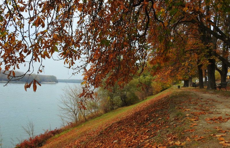 Autumn trees with orange leaves line a waterfront path on a cloudy day with calm water in the background.