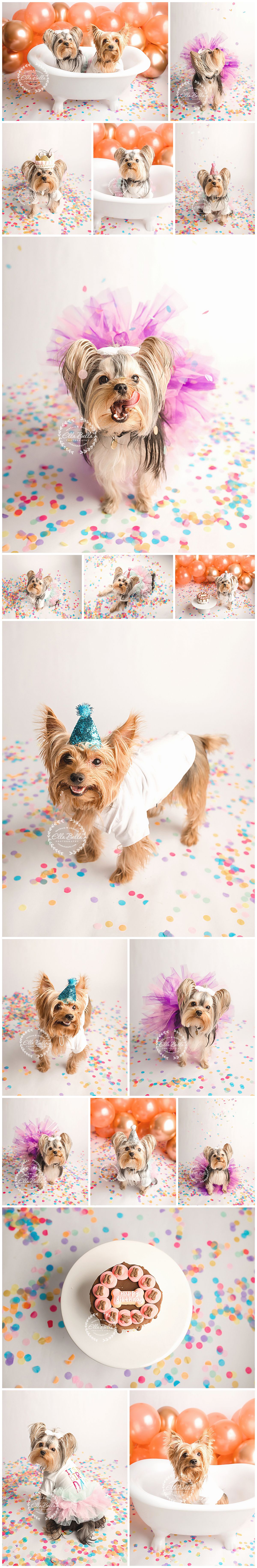 Adorable Yorkshire Terrier poses with birthday cake and colorful confetti in festive photo shoot with pink tutu and party decor.