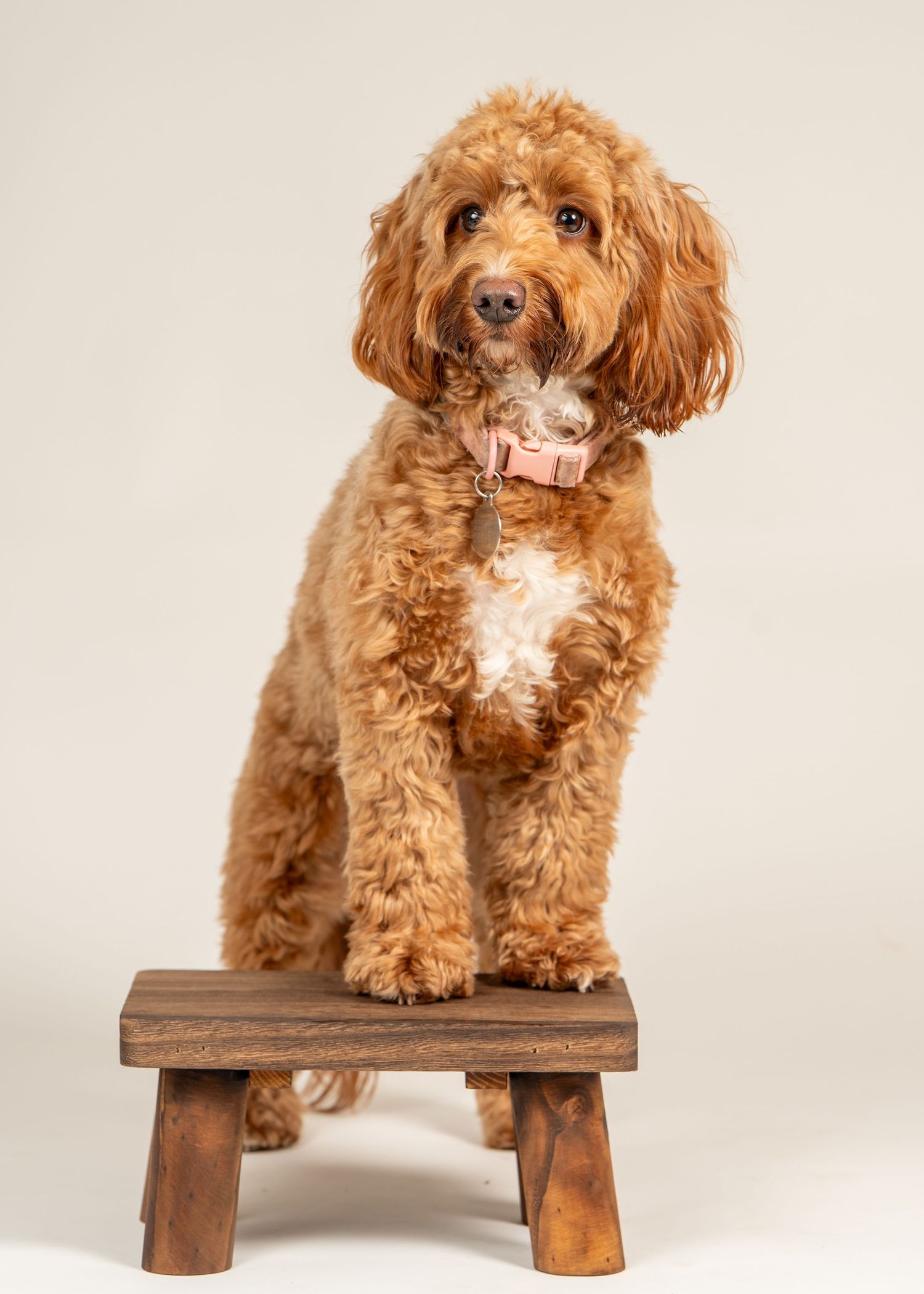 Dog portraits barnsley