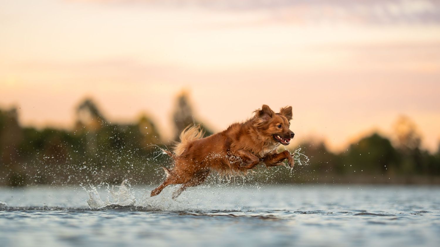 A little mixed breed dog leaps through splashing water during sunset creating a dramatic silhouette against the orange sky Lake Gnangara.