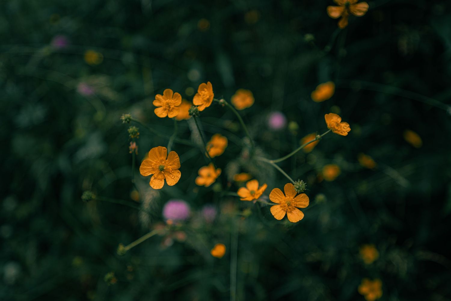 Yellow Flowers blurry bakcground
