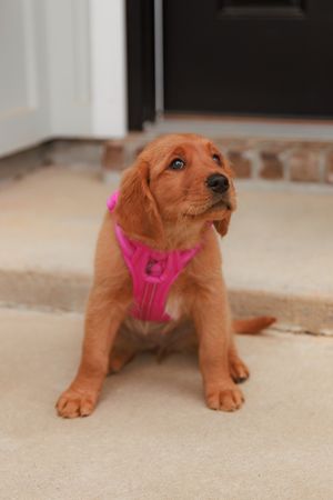Adorable golden retriever puppy wearing a pink harness plays and stretches on beige carpet in multiple poses.