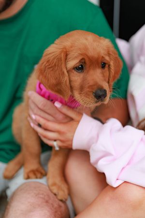 Adorable golden retriever puppy with reddish fur being held while wearing a pink collar.