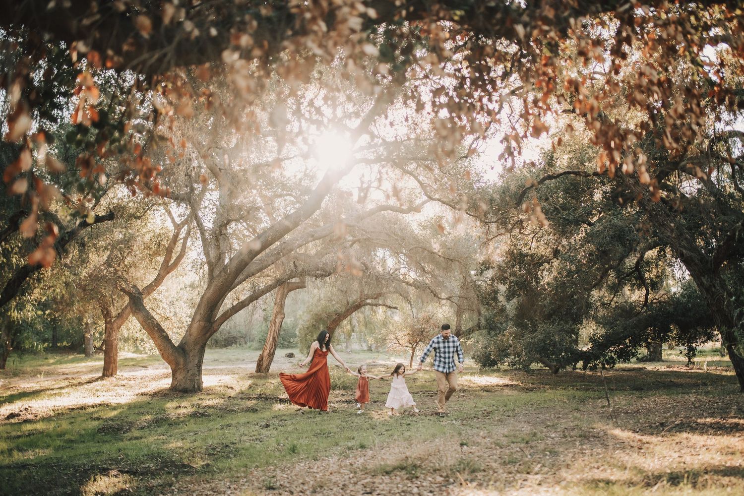 Sunlit oak trees create a dreamy golden atmosphere in a park setting during golden hour.