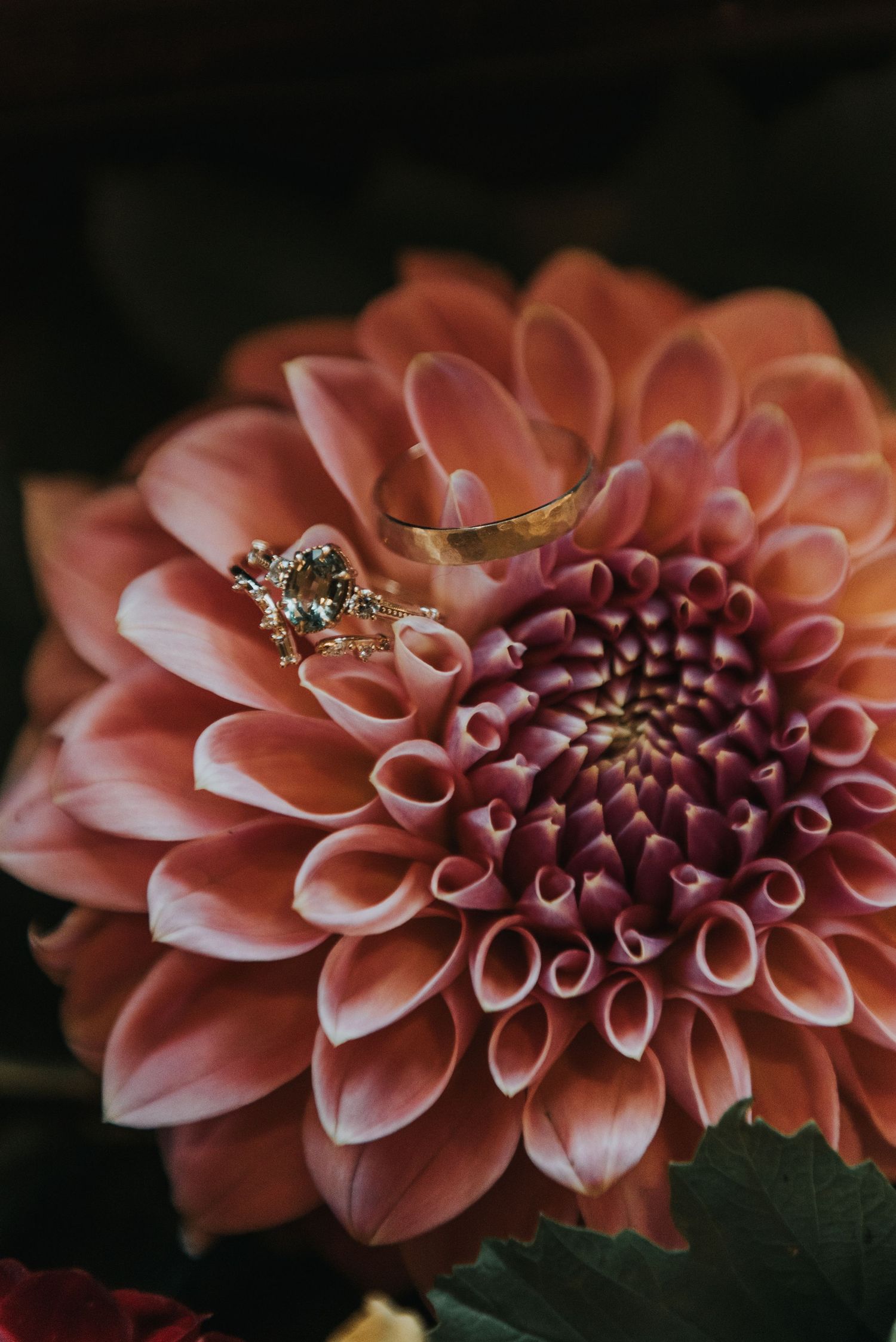 Close-up sequence showing a coral-colored dahlia flower bloom with tubular petals and dark center against dark background.
