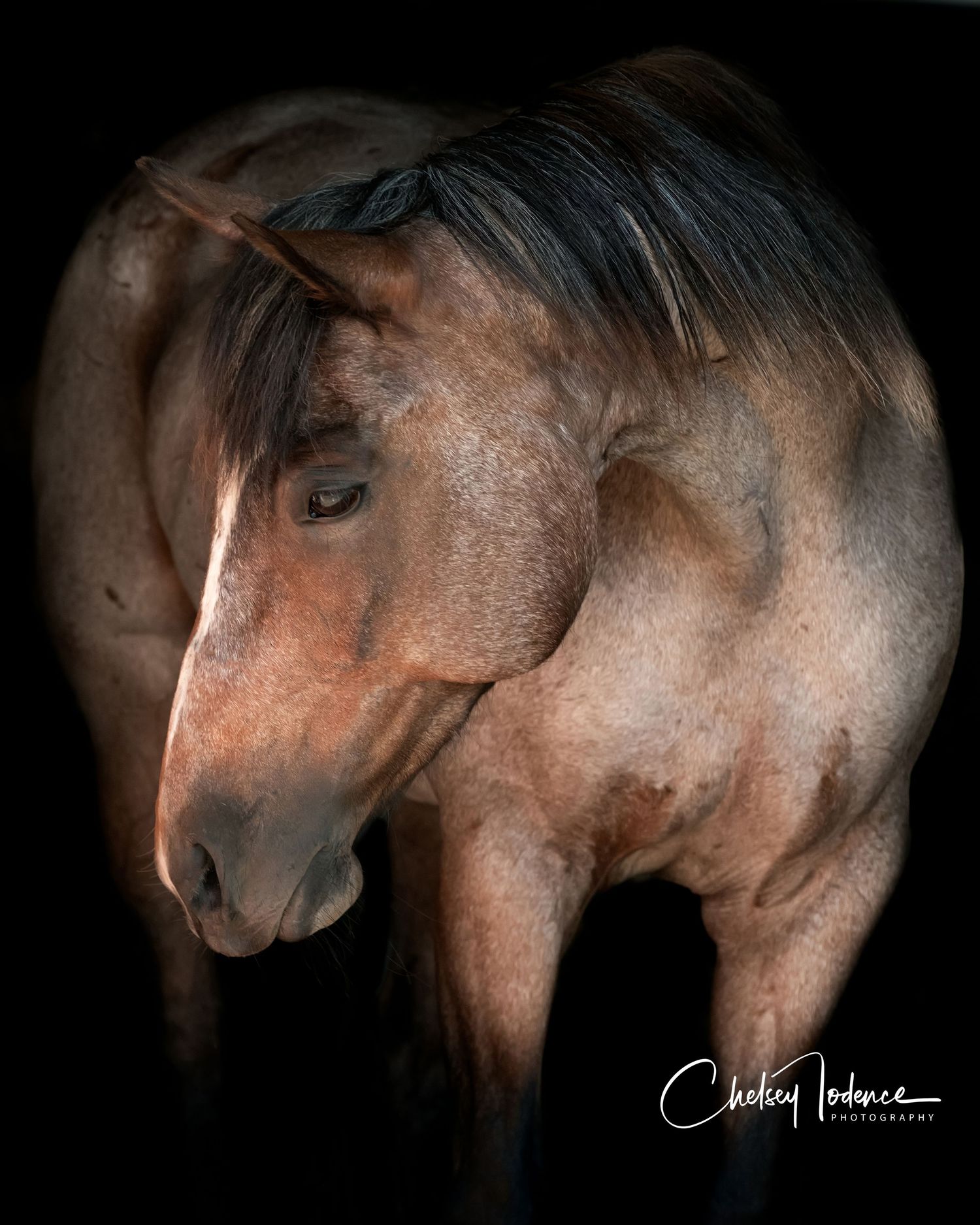 Black background horse portrait created using barn aisleway lighting in Sonoma County