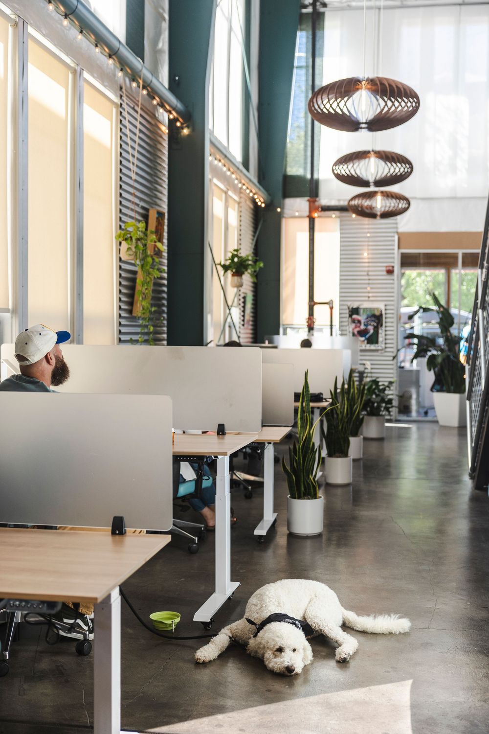 A white dog lies relaxed on the floor of a modern office space with tall windows and adjustable standing desks.