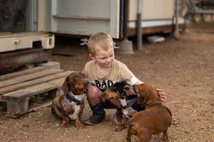 boy playing with sausage dogs on farm