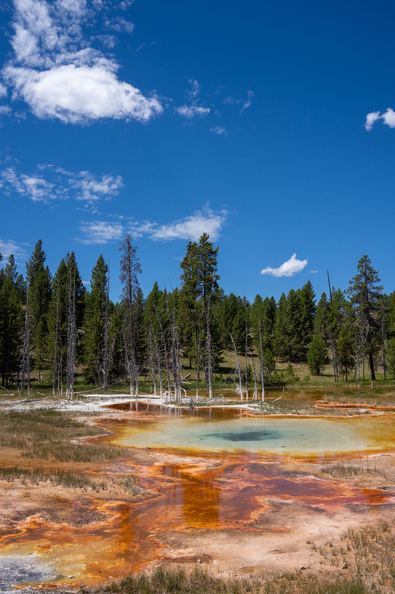 Colorful geothermal hot springs with orange mineral deposits surrounded by evergreen forest in Yellowstone National Park.