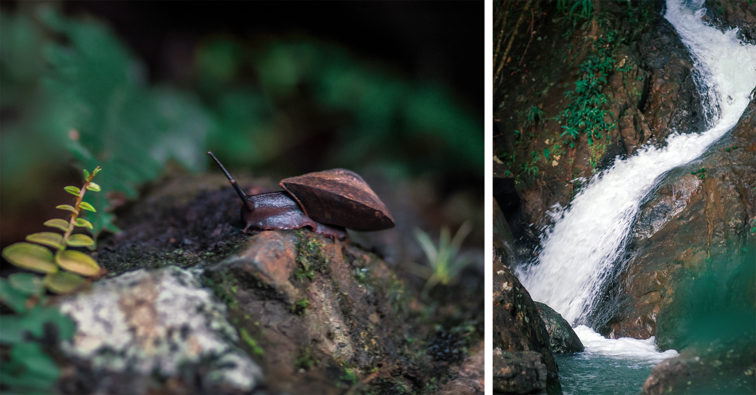 El Yunque. Puerto Rico Photographer. Albert Ray Photo. El Yunque National Forest. Nature Photography. Puerto Rico Travel